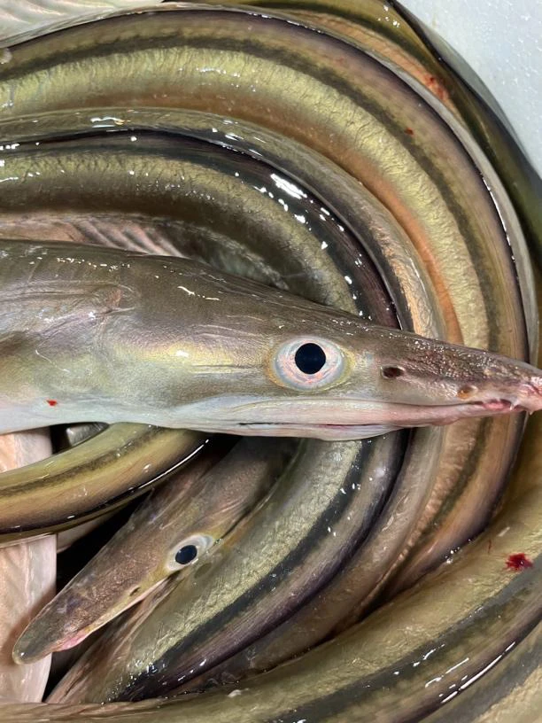 汕尾本港海钓内水白鳗，麻鱼