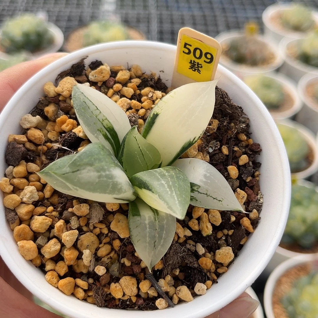 509裹斑若寿锦福利福利