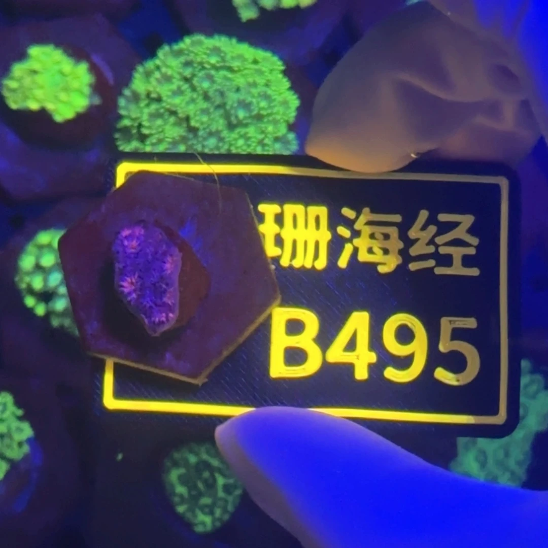 M****纽扣珊瑚又又不包邮澳彩切件B495