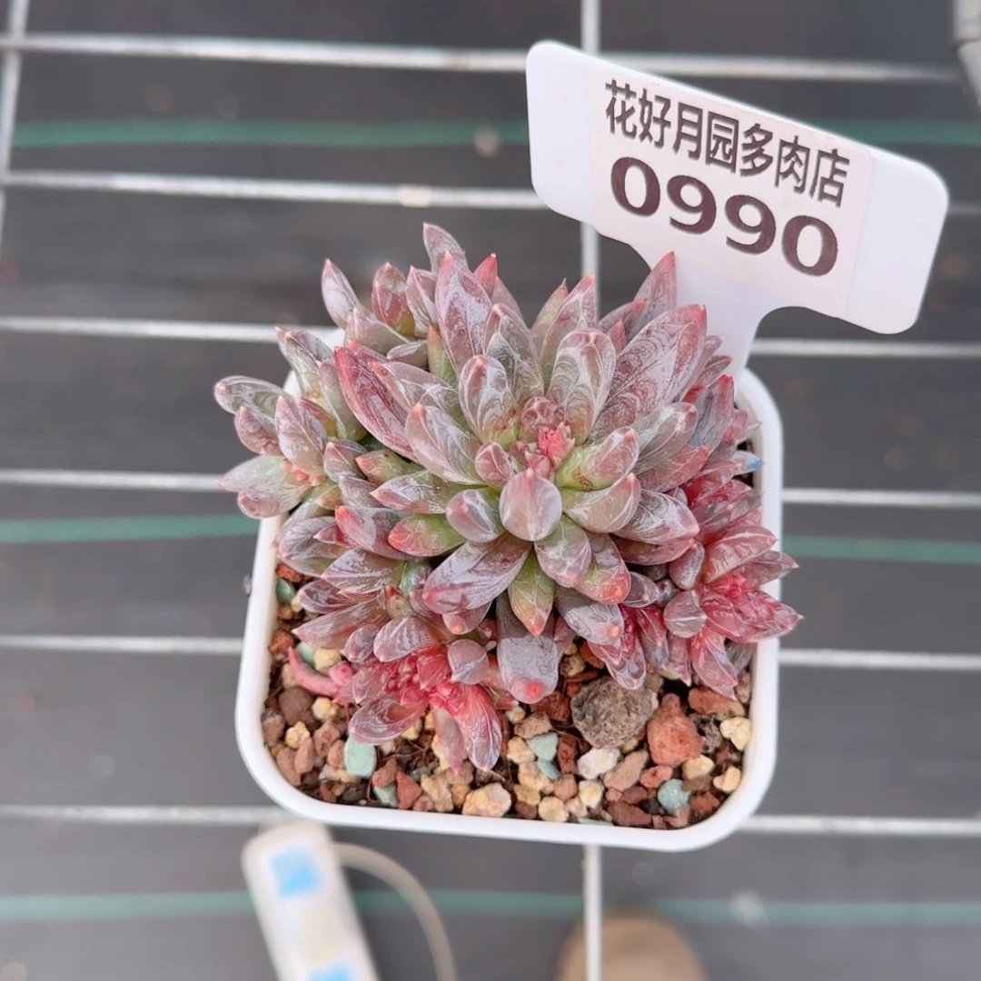 海***宝I多肉植物0990…………