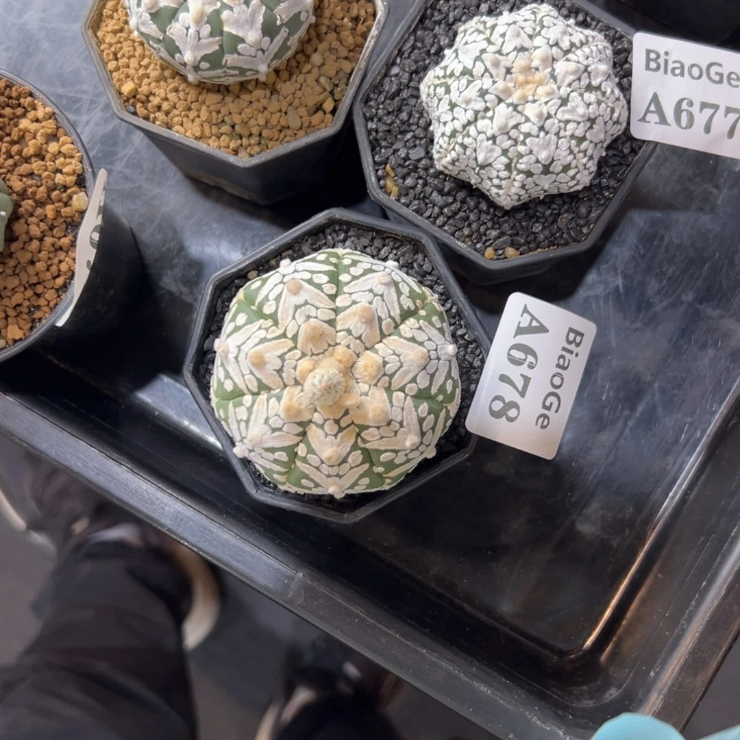 M***dA676，A677，A678三颗