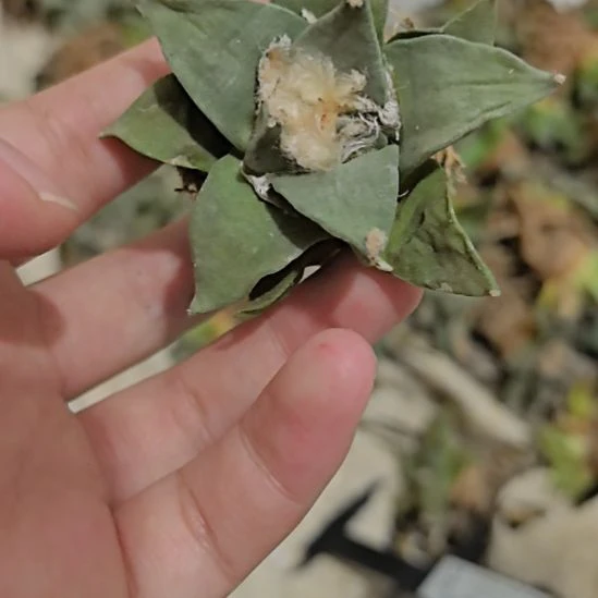 一物一拍，实生仙人球