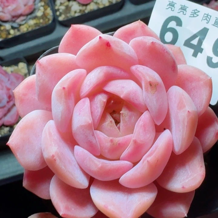 琉璃心         精控精养多肉植物