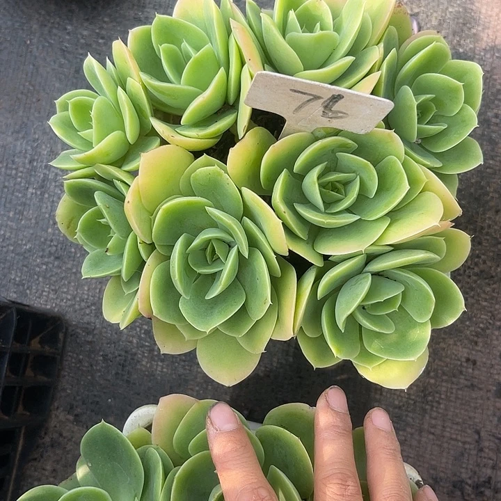 十***龙晨语多肉，一物一拍76