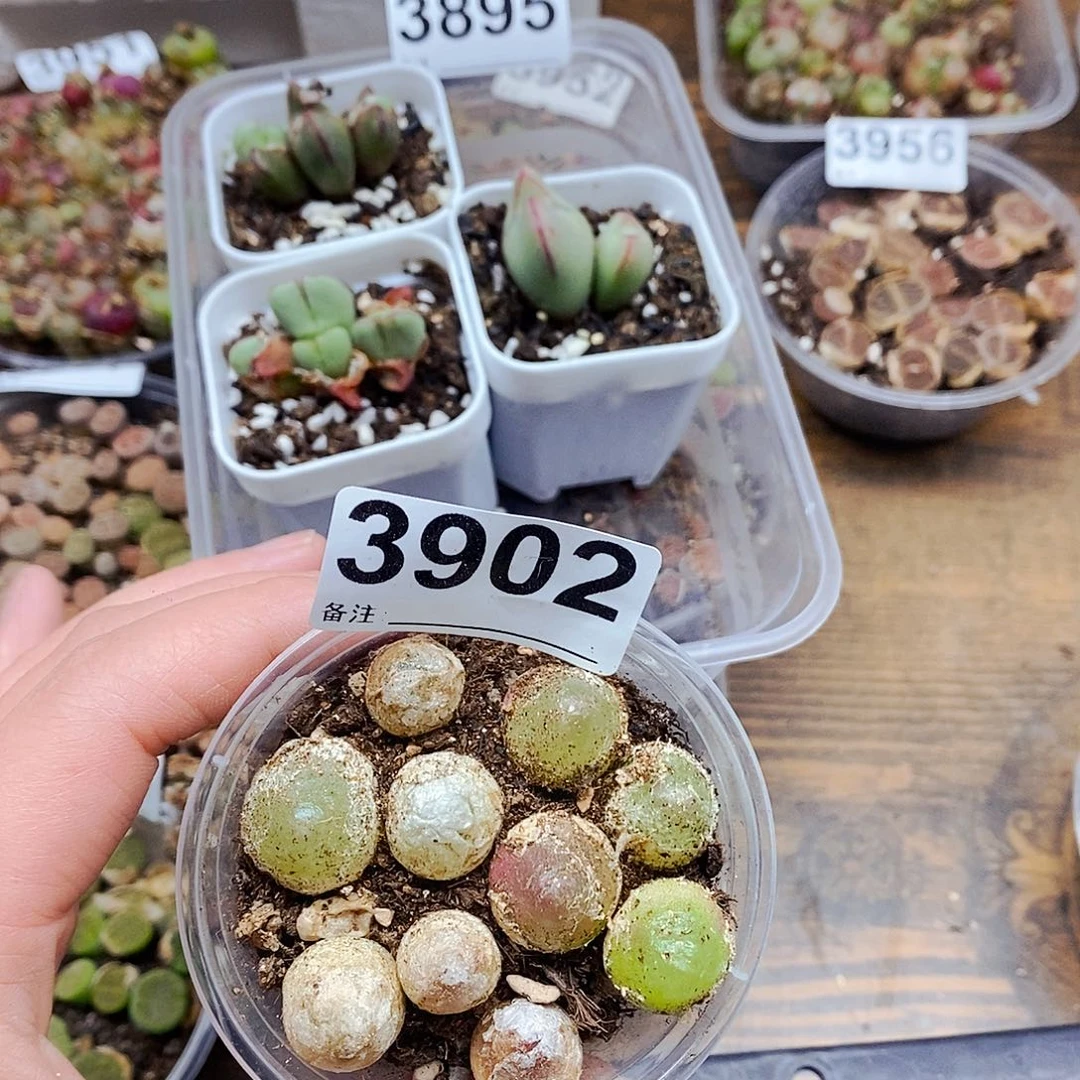 3902啊啊啊啊啊呃呃