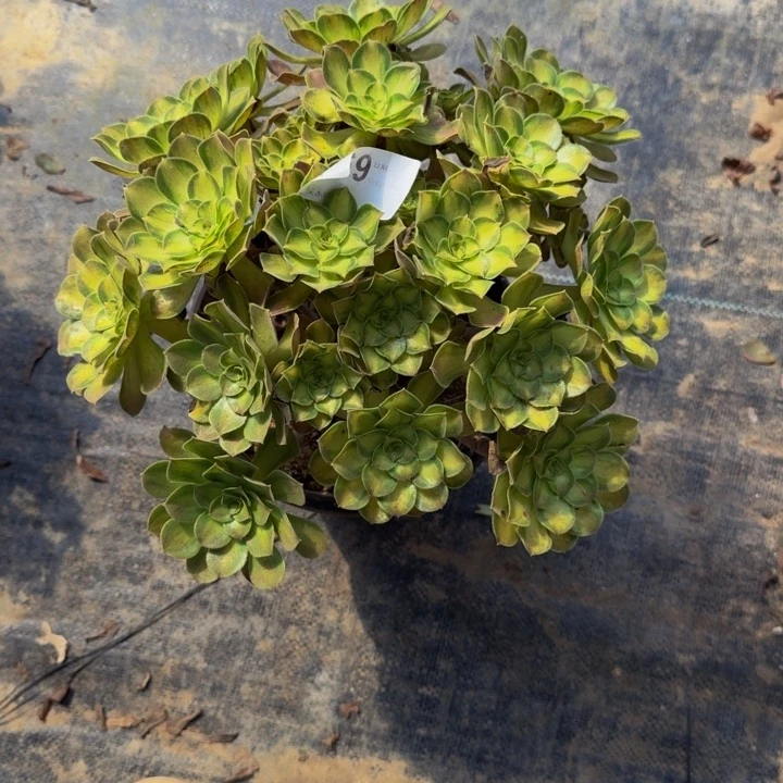 00000000569韶华0000