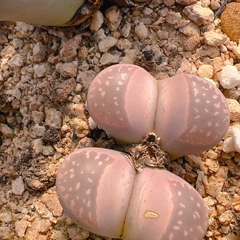 【闪购商品】25902