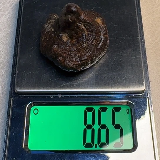 静水老加里曼丹灵芝沉水