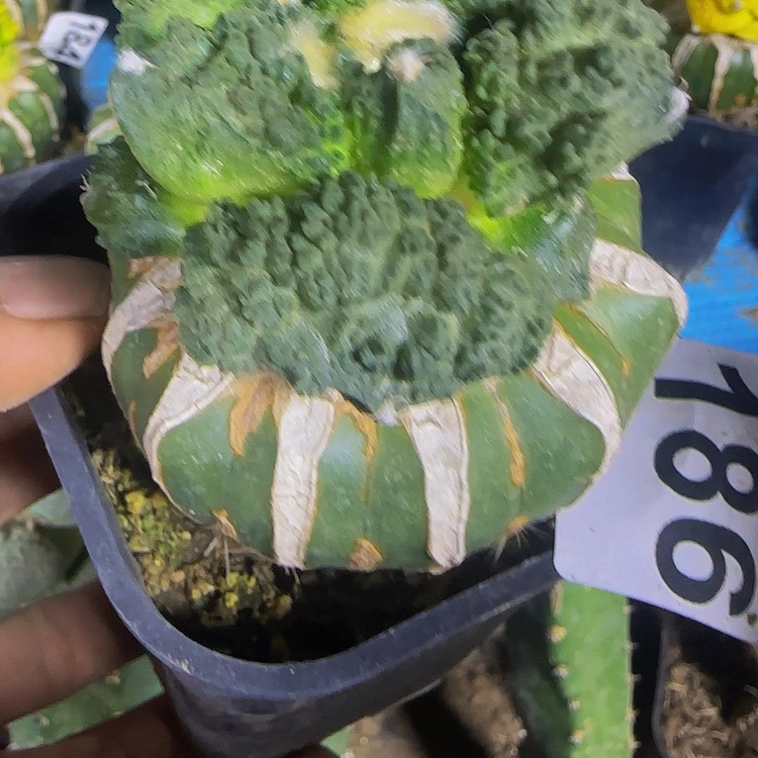 顽***夫怒涛186仙人球开花了