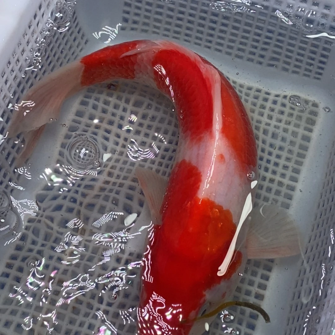 锦鲤锦鲤开衩充血掉鳞属于正常情况介意别拍