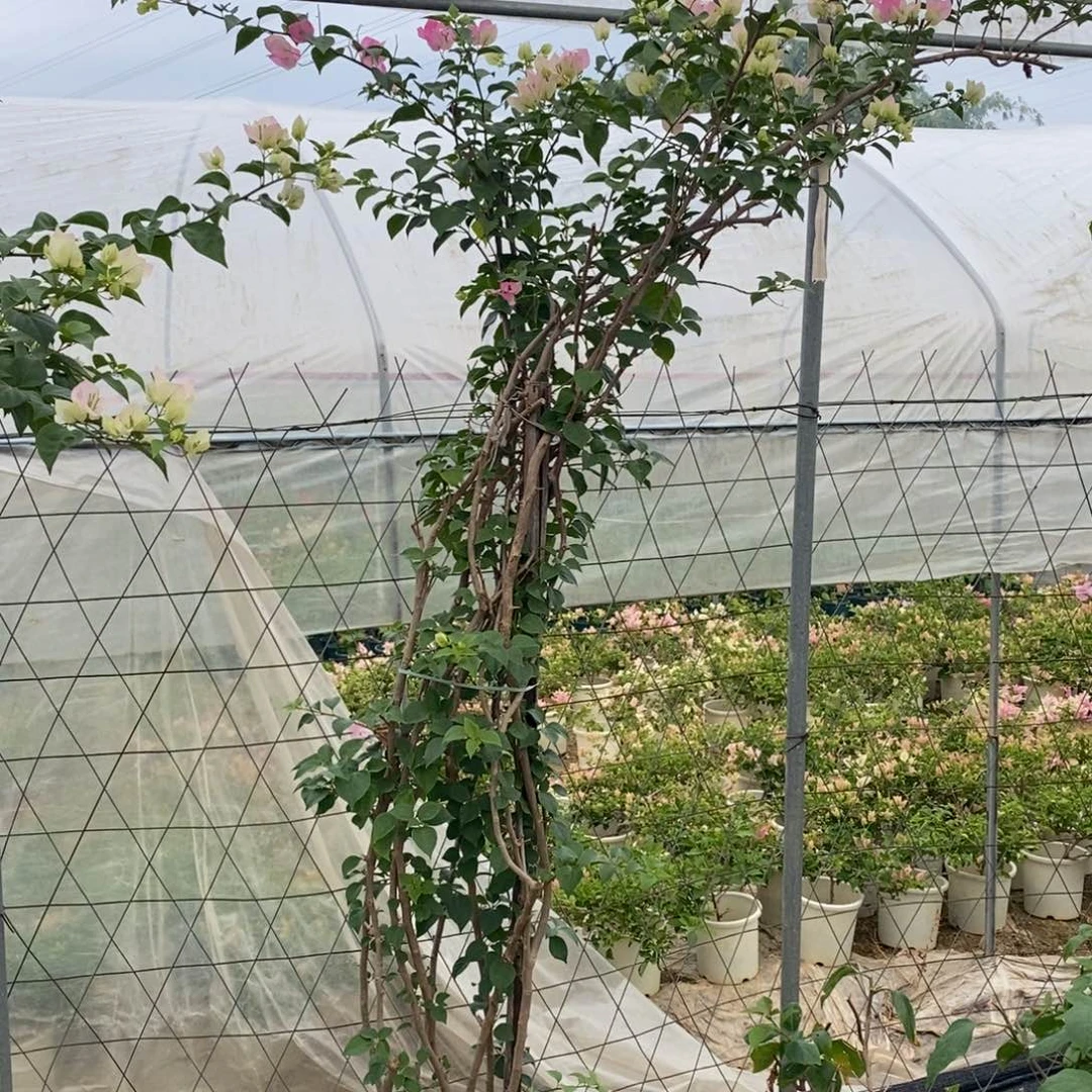 无花朵运输过程中掉花掉叶属于正常现象，介意慎拍