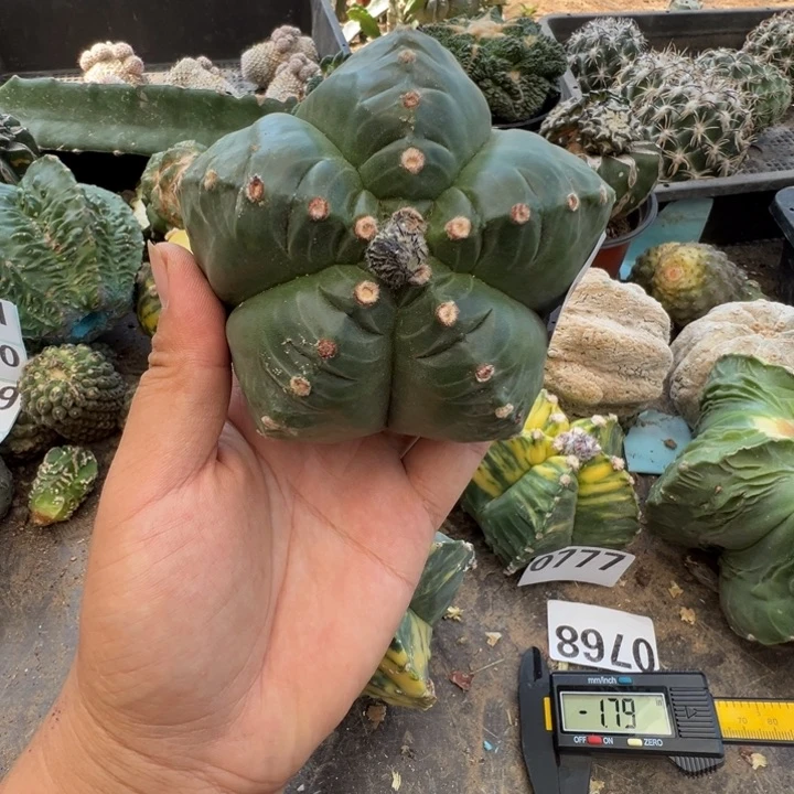 龟甲鸾仙人球735号10.5cm