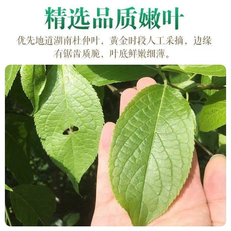 杜仲叶云南道地老树新叶正宗杜仲叶无硫新鲜干货干净无杂独立包装