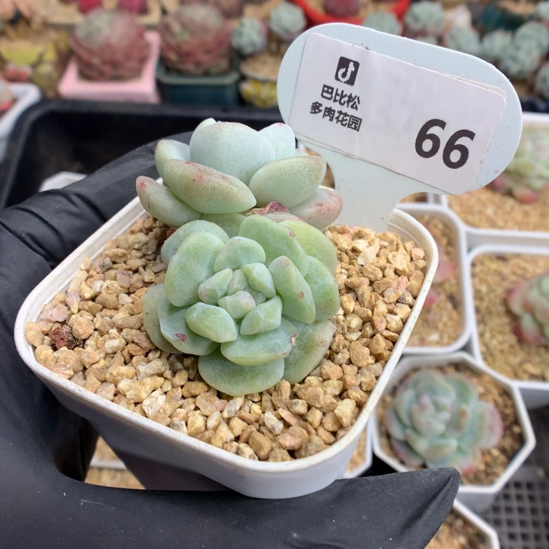 阿****德66 冰玉石化多肉