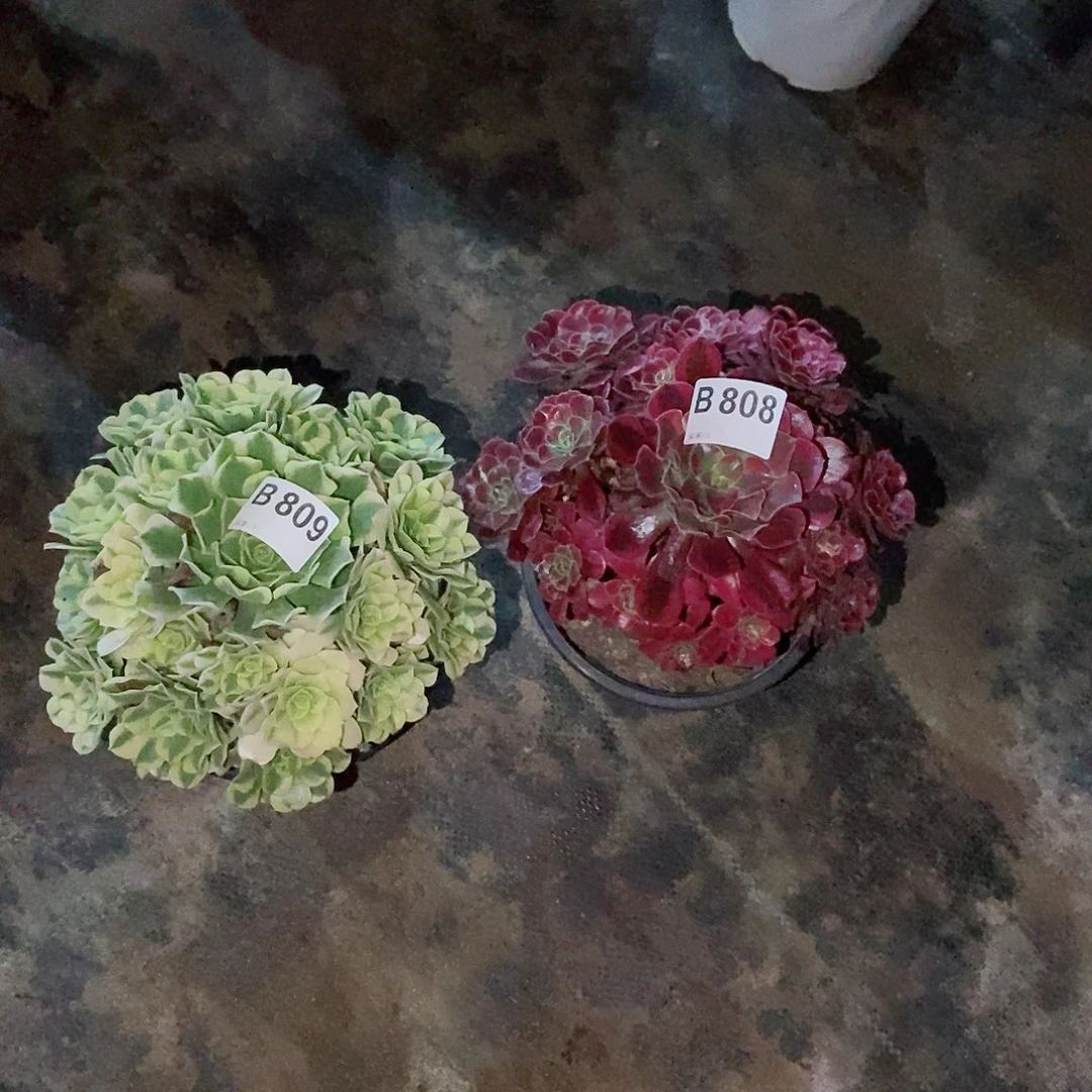 组合808809多肉111111