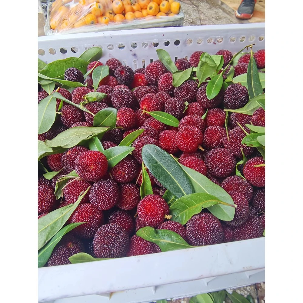 新果新鲜杨梅果泡酒专用冷冻杨梅大果冰镇杨梅冰杨梅酸甜可口冰凉