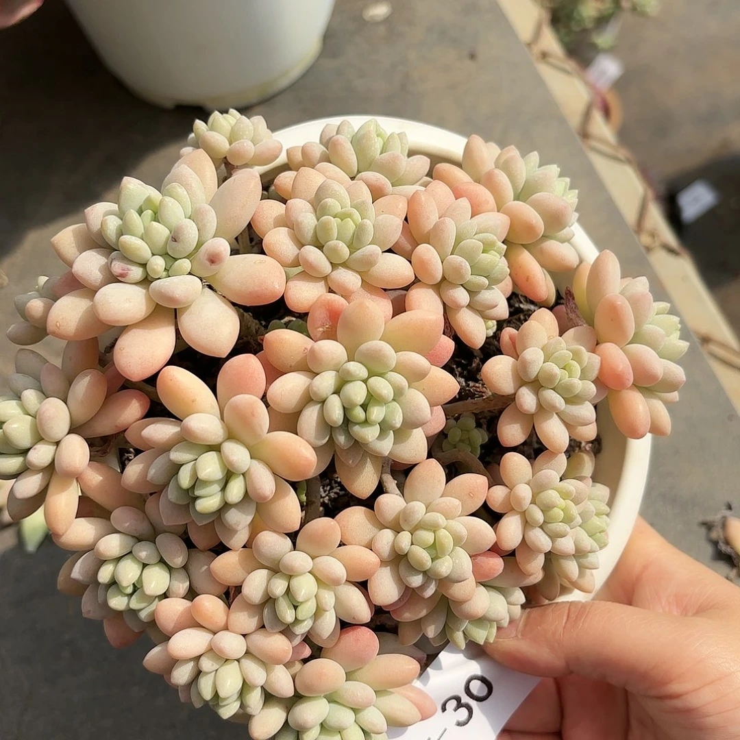 同温层多肉洛可可30