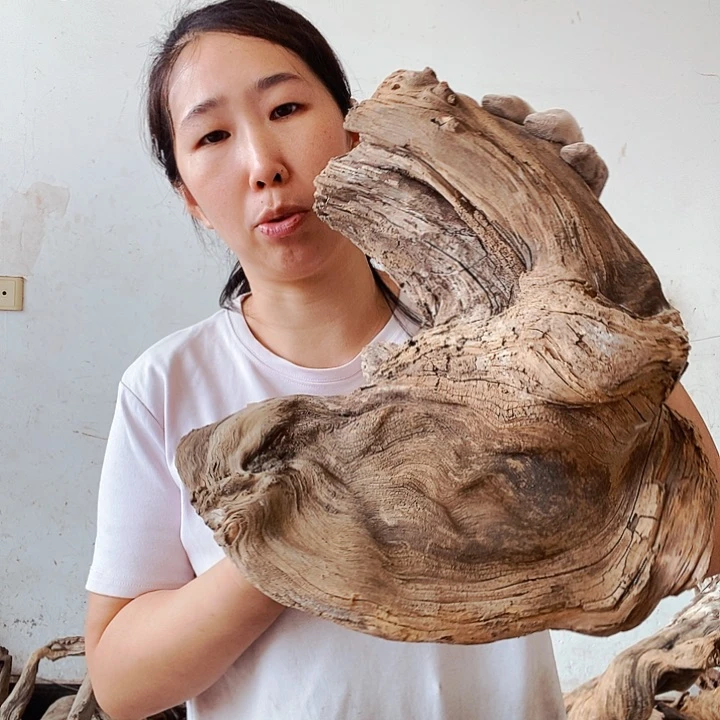 @***艺香榧木太行山区有