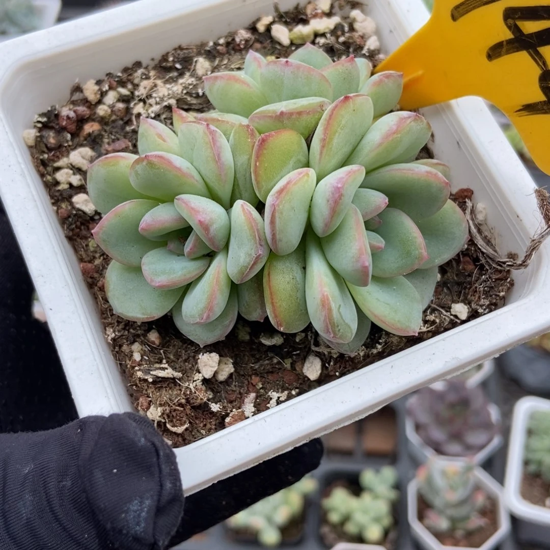 1944泡芙多肉植物