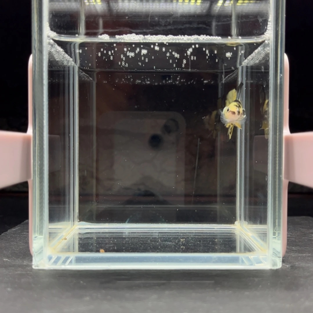 海胆宙斯斗鱼竞拍11-24