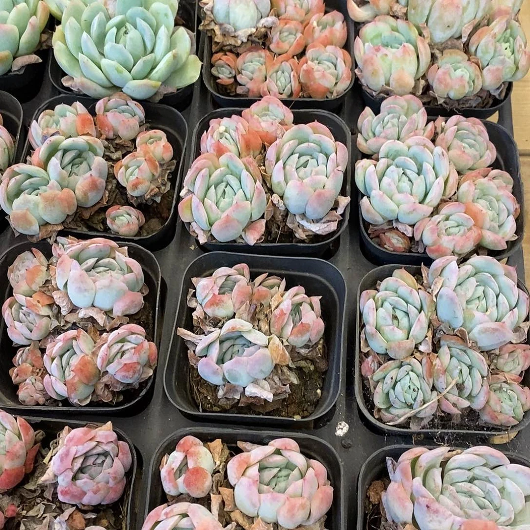 团。贝瑞。福利多多