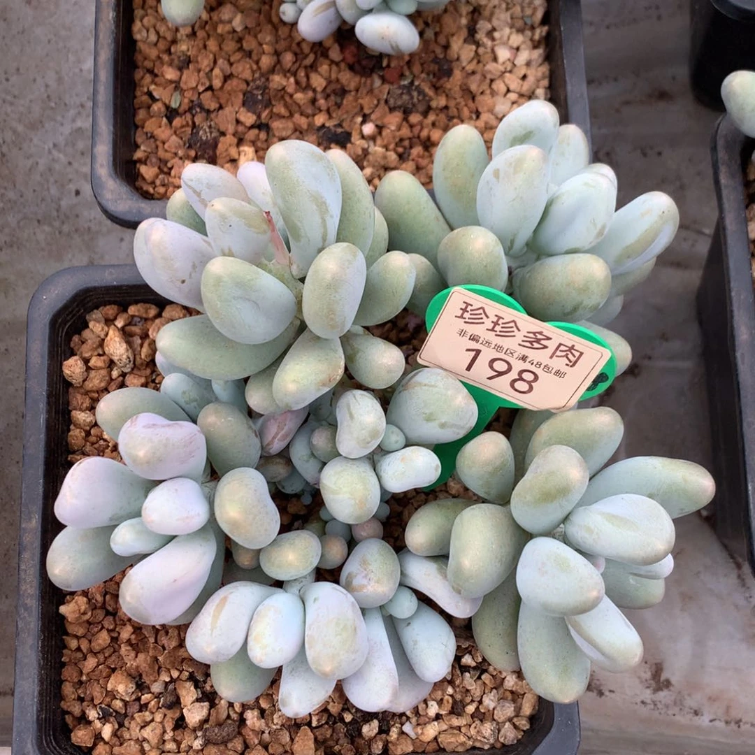 米可奶无砍老桩8头带仔微瑕疵198