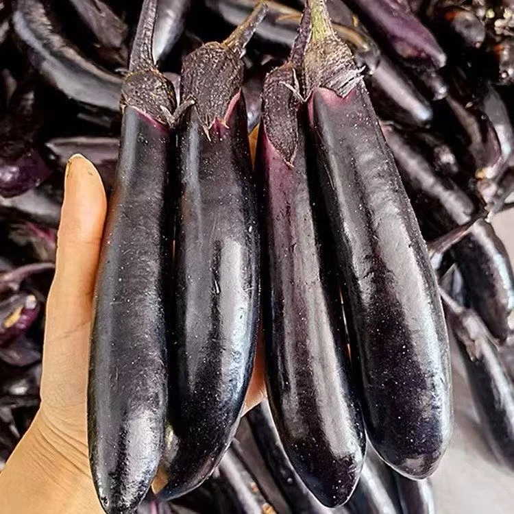 东北紫裤茄子 5斤装 农家自种新鲜采摘紫裤茄子可生吃