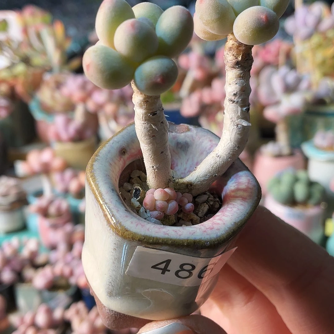 ?*荷多肉植物的生长发育与生长发育