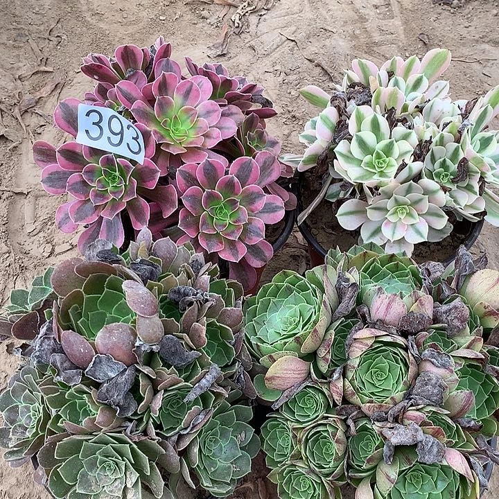 无花朵393四颗多肉植物组合