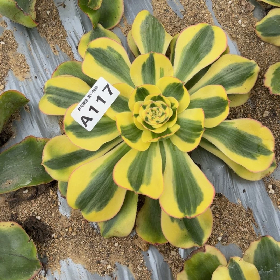 117王妃。多肉植物