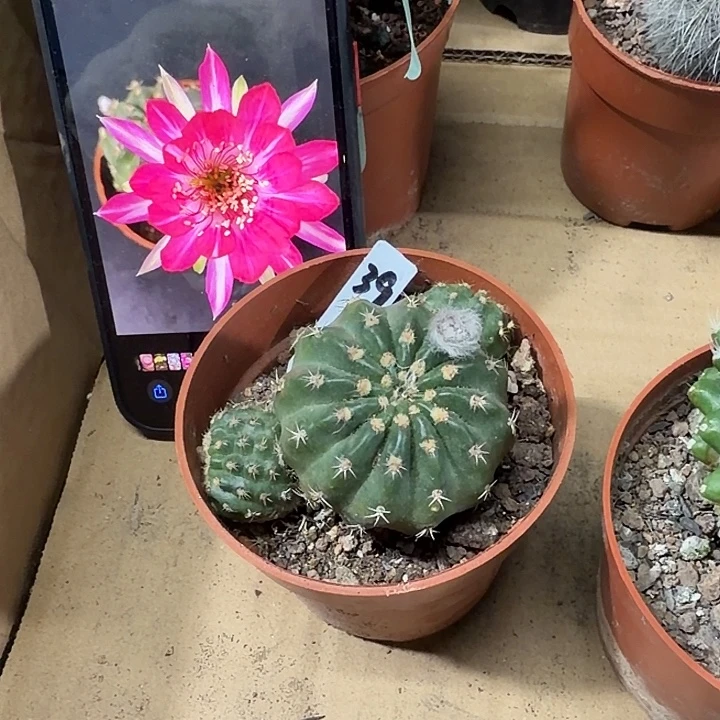 丁***镇丁万红一物一拍包邮