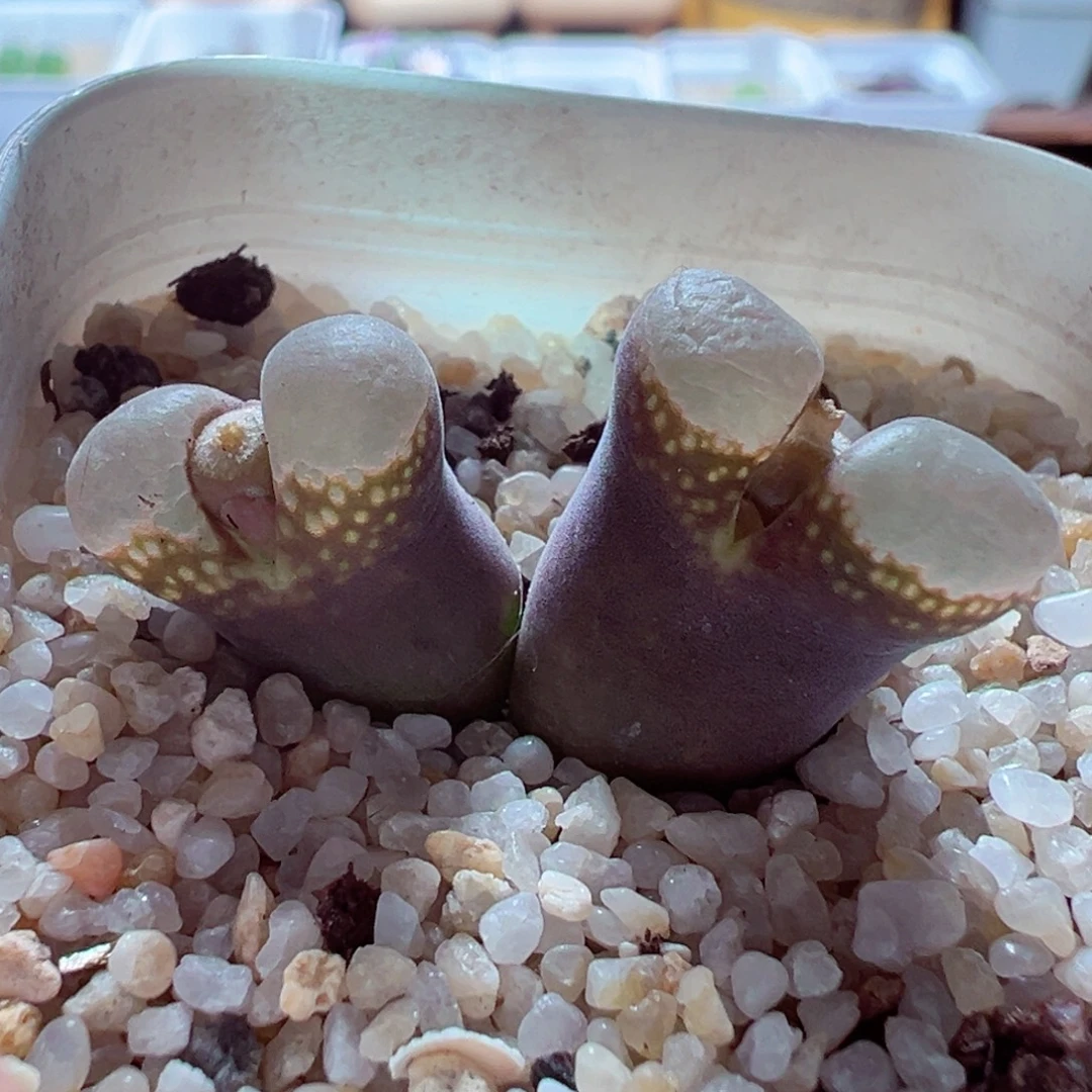 1224-416多肉多肉白窗紫体