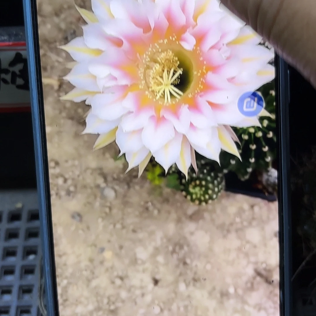 克莱尔无根侧牙四左右30