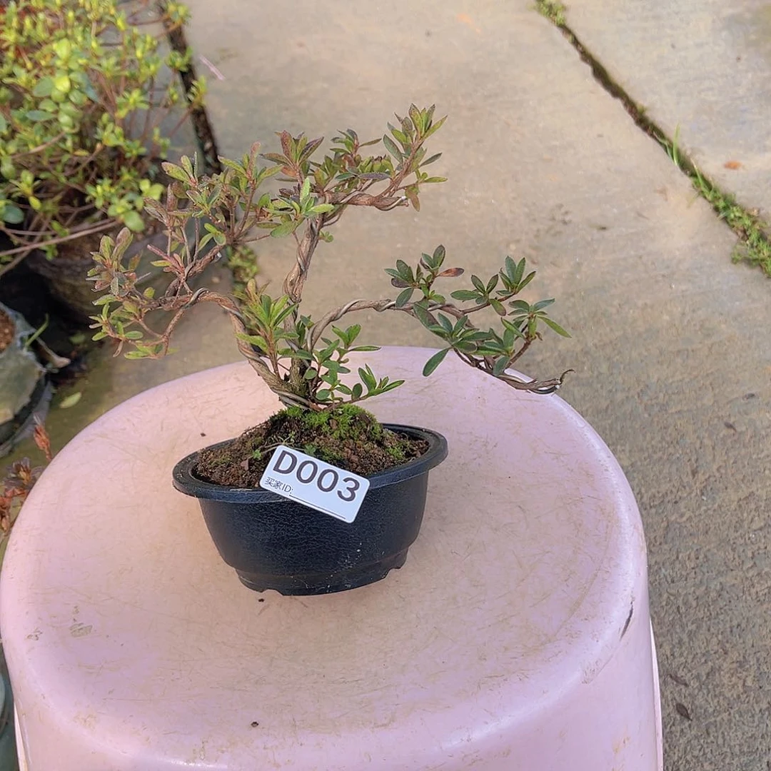 红陶直播时间一直一个