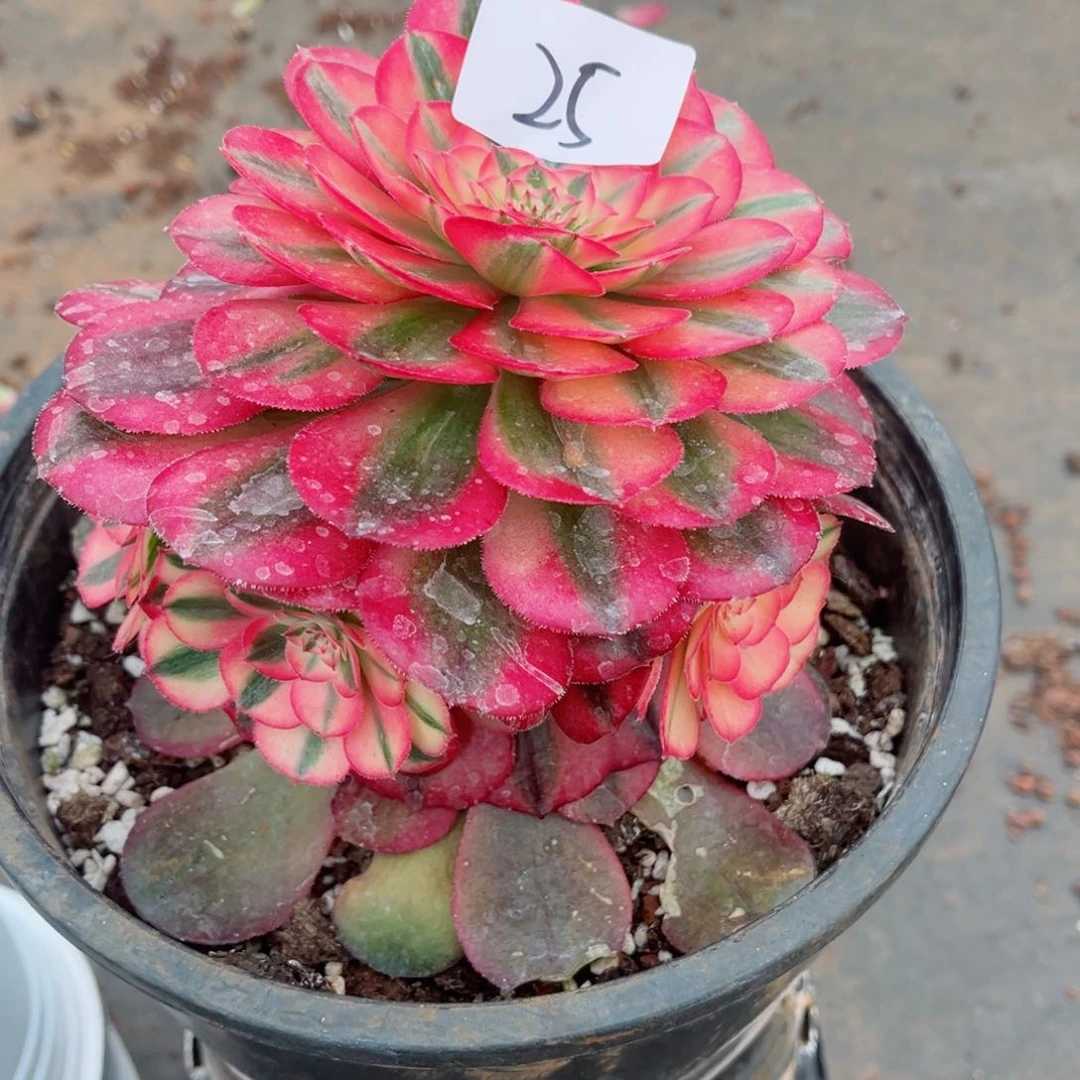 一物一拍多肉法师25