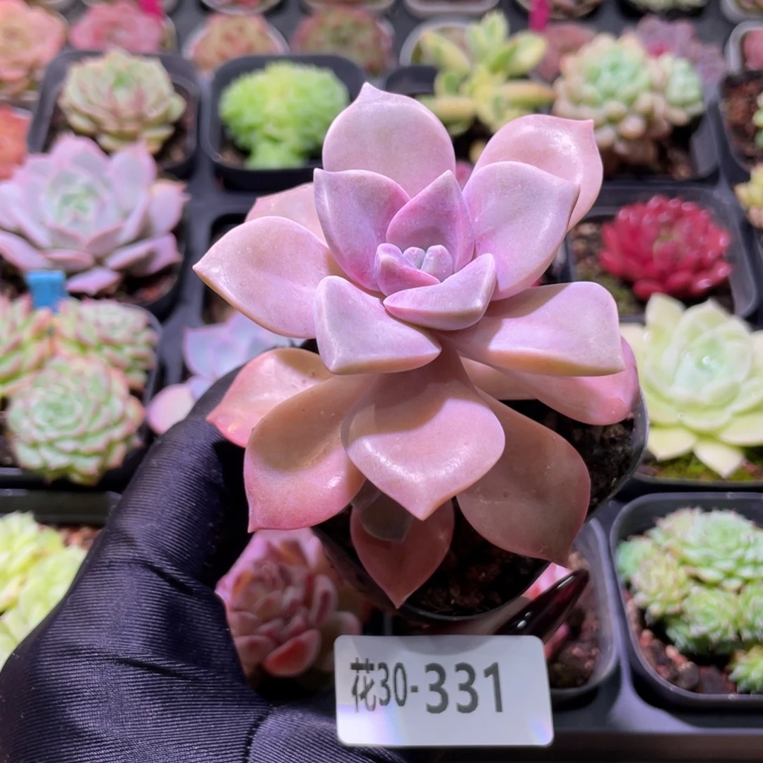 花利美30-331紫乐