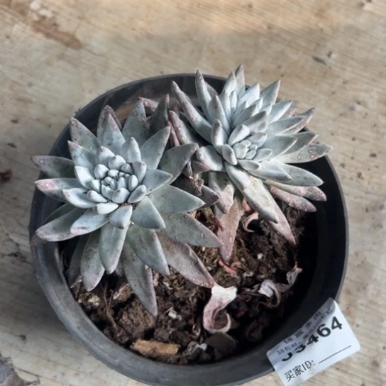 方**正谢谢姐姐～一物一拍3464