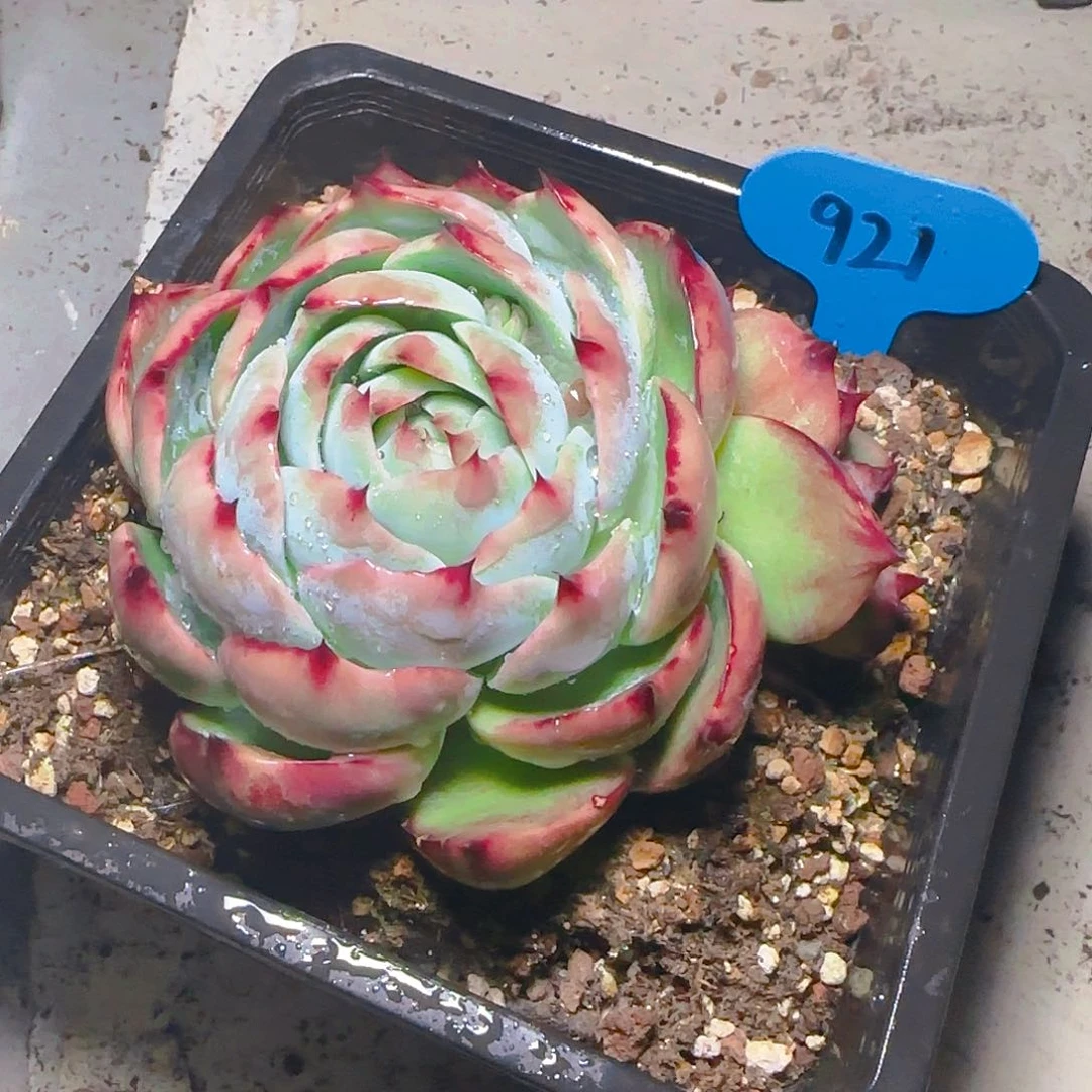 紫*惊鸿仙子一物一拍921号