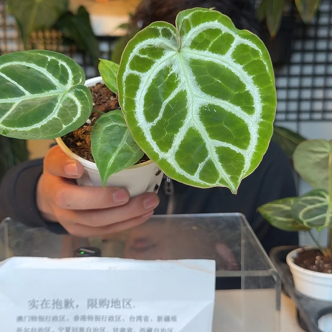 完全开放撕裂纹杂铜锣烧N143