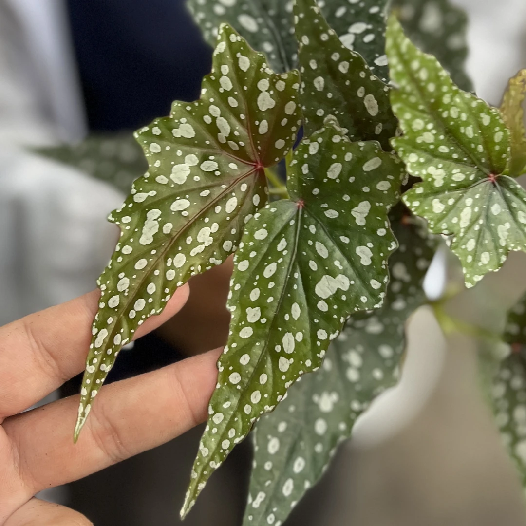 沙丁鱼秋海棠 好养易活适合室内观赏的网红绿植