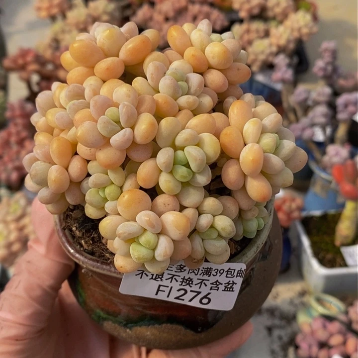 洛可可群8cm276多肉植物