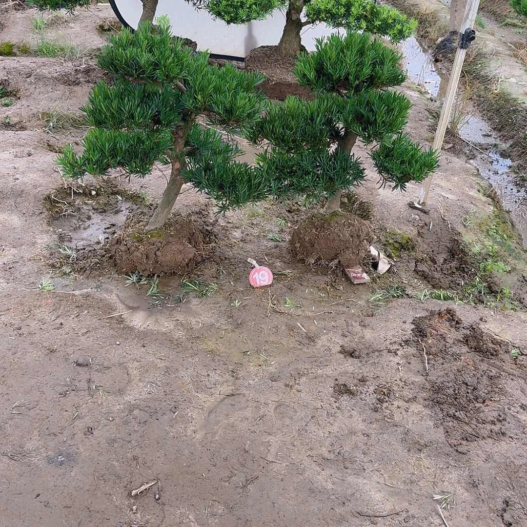 宋***无花朵12577458755684455