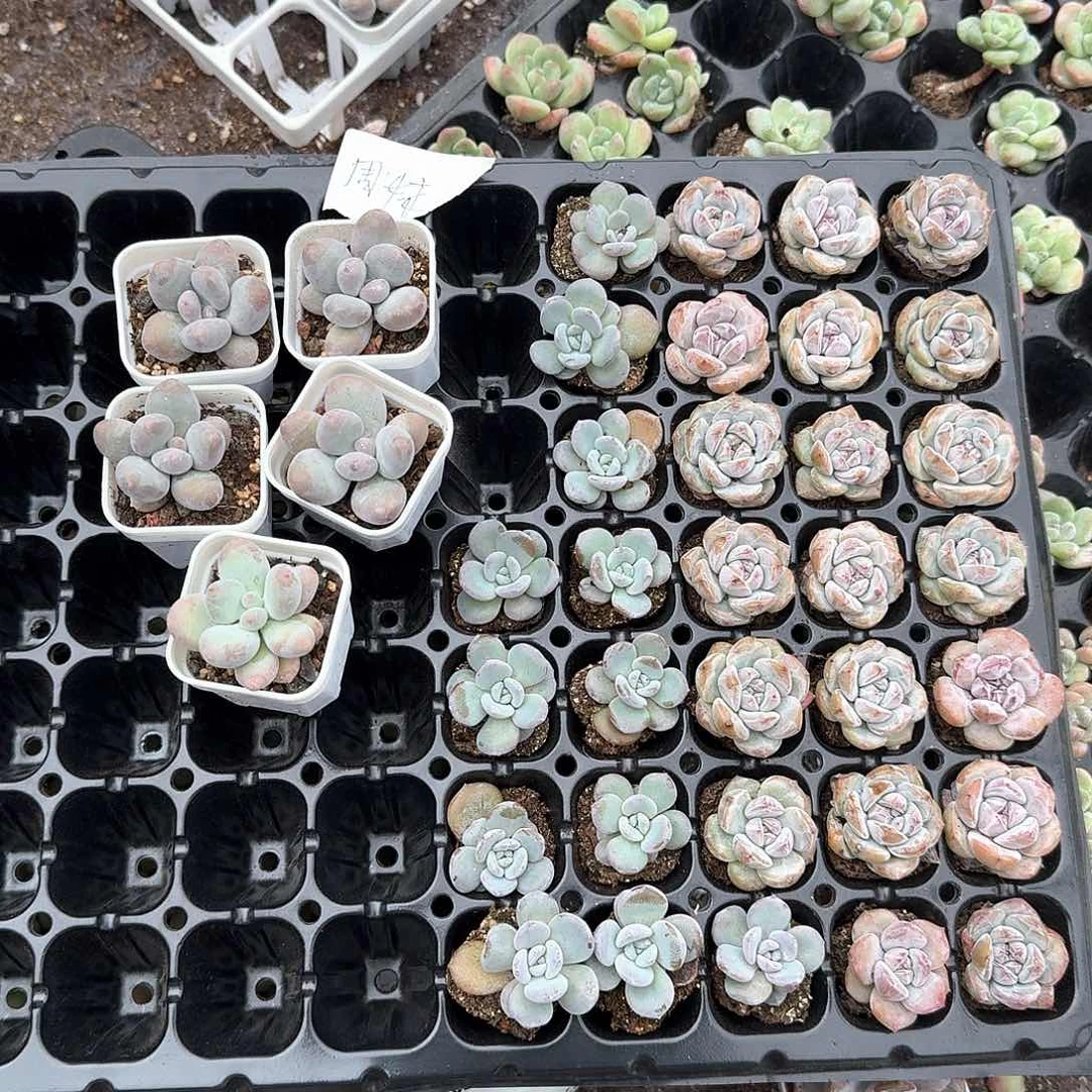 周妹一物一拍专拍链接