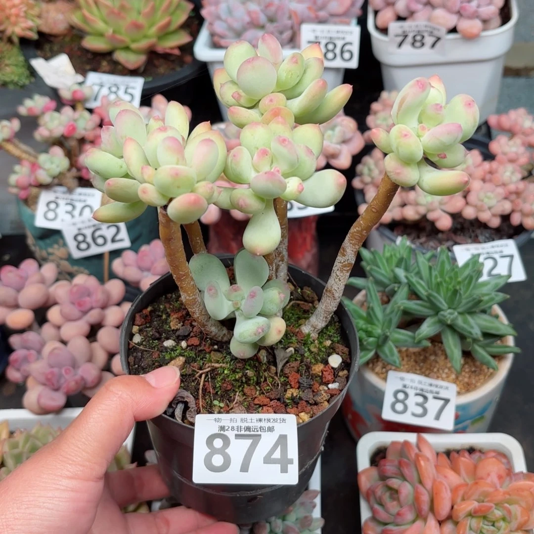 苹果奶老桩无盆土发货
