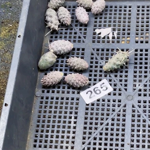 265松丽一物一图如图