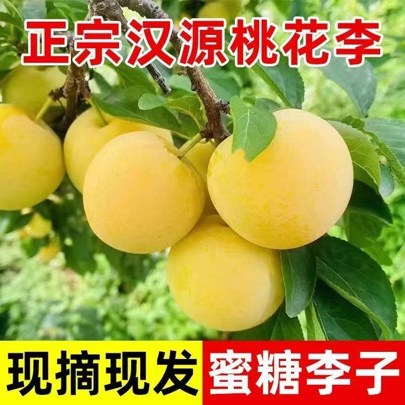 正宗四川汉源冰糖桃花李应季水果现摘现发新鲜水果李子同城送四川省