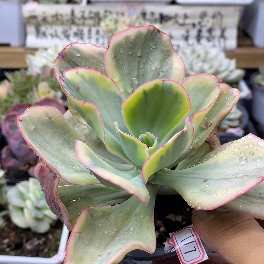 29117 大瑞蝶覆轮锦