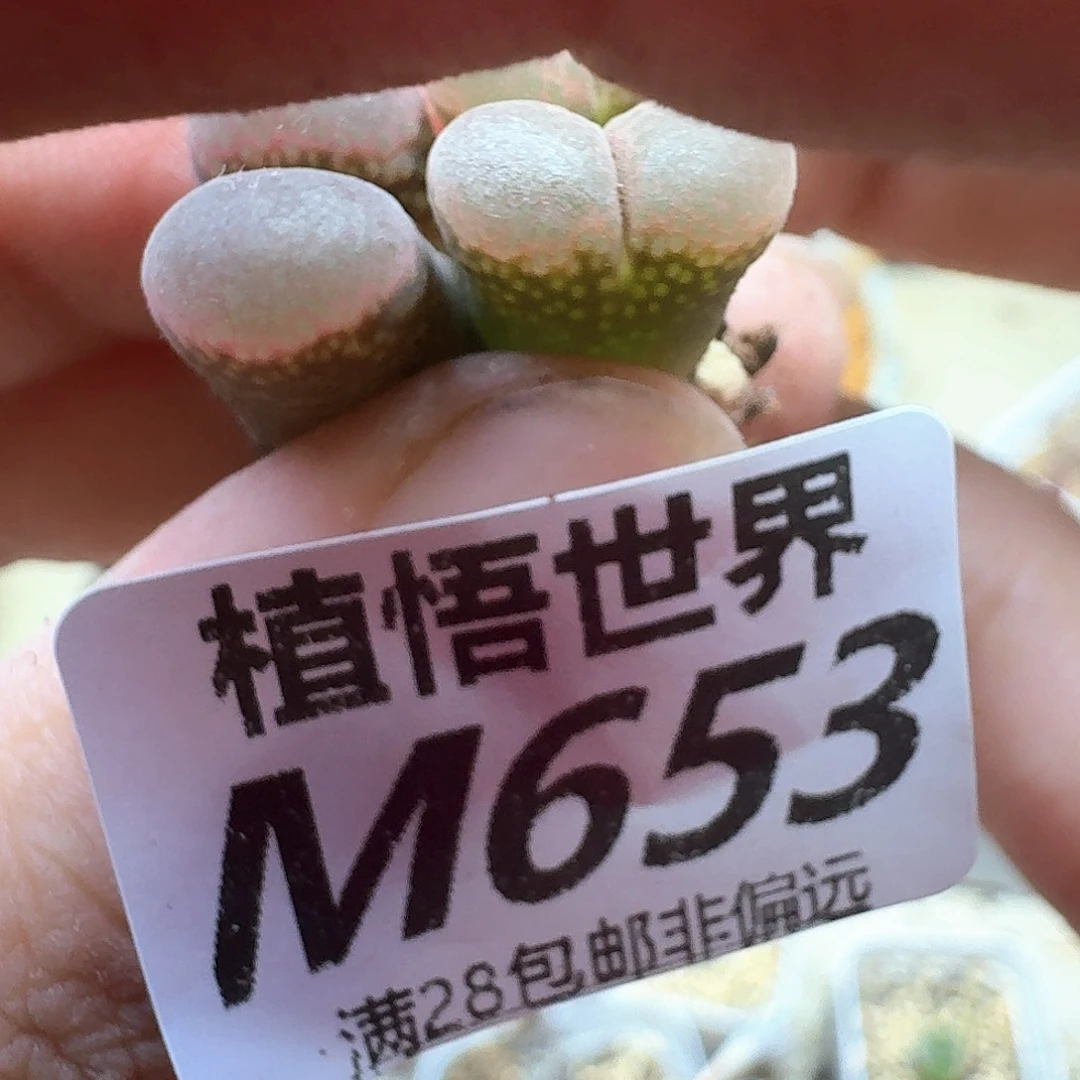 多肉植物的润泽gf