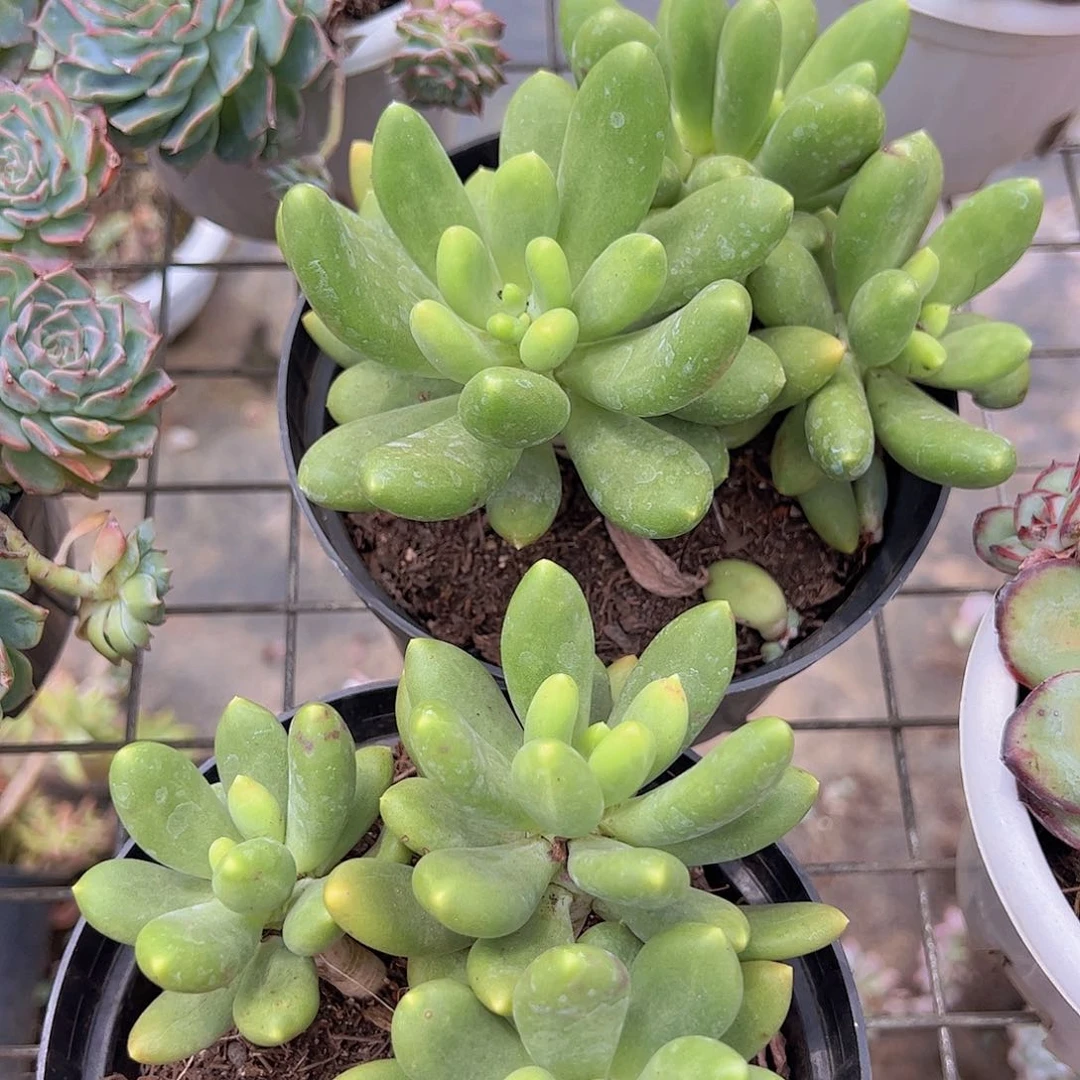 芒果奶三头起发老桩精品