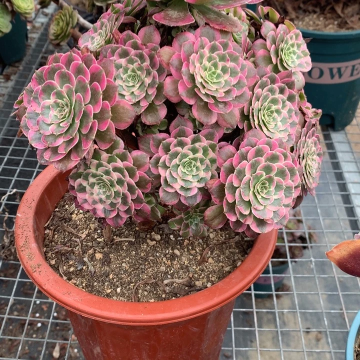 小***春1052霁月多肉植物特价